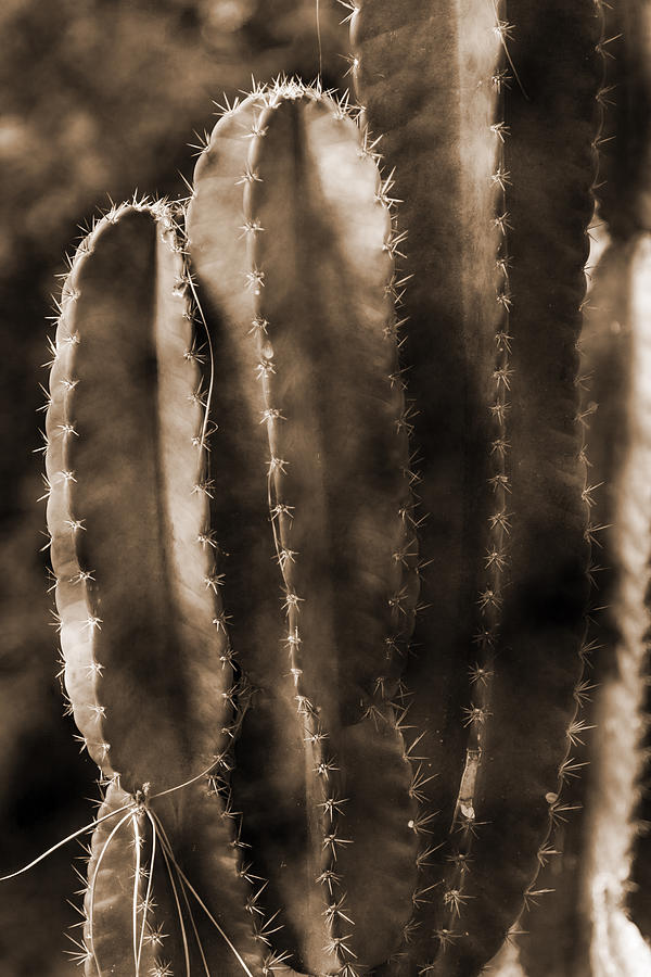 Cactus Sepia Tone Panama Photograph by Greg Kluempers