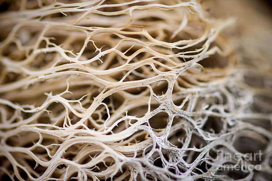Cactus Skeleton 1 Photograph by Diane Enright
