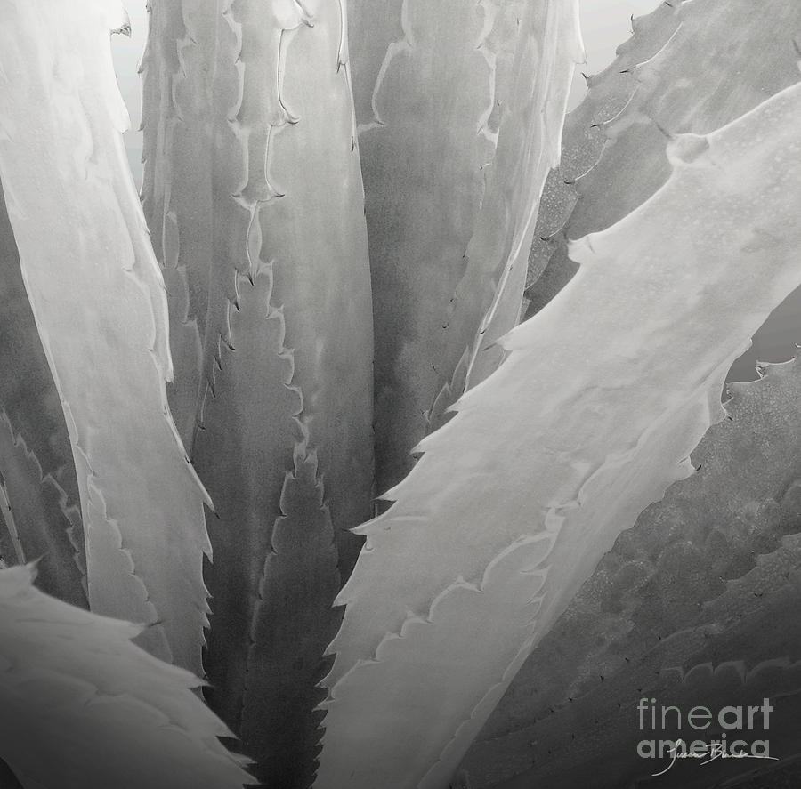 Desert Photograph - Cactus Songs by Susan Blanda