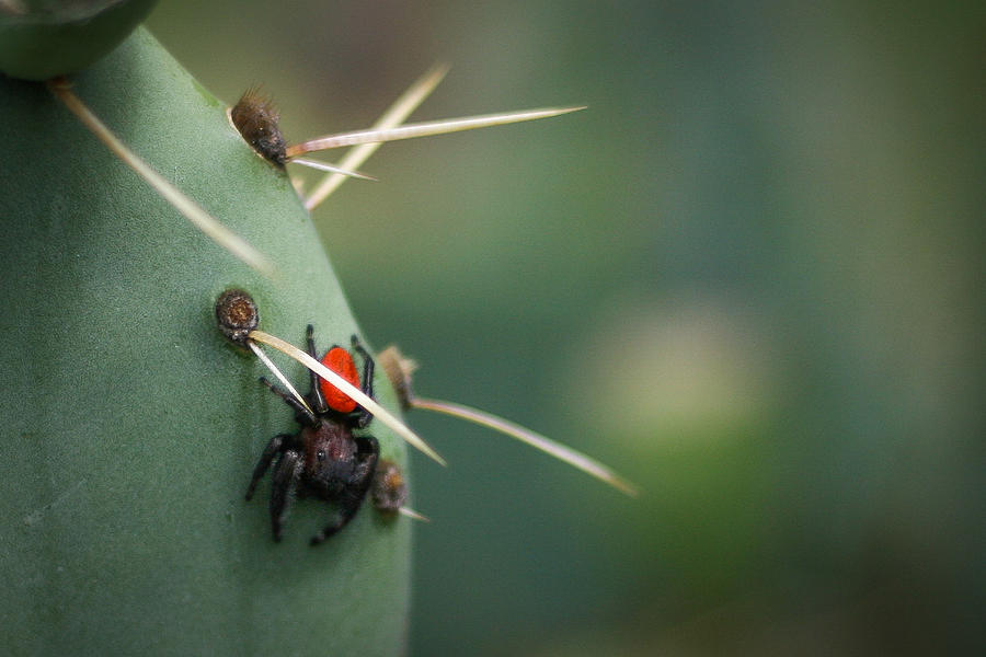 Cactus Spider Photograph by Jeff Mize