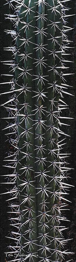 Cactus Spines Photograph by Tom Janca