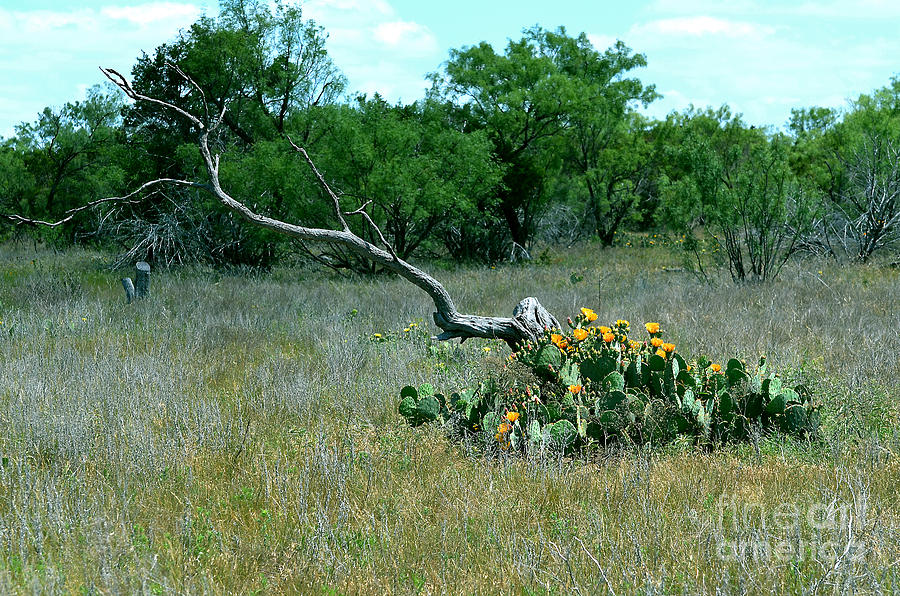 Cactus Still Life Photograph by Linda Cox