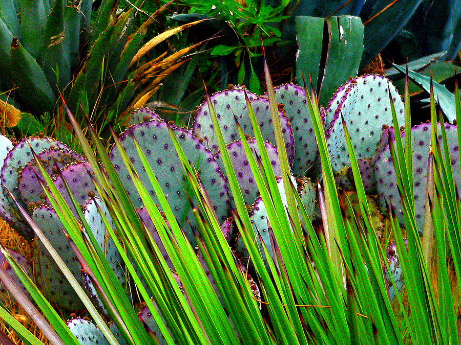 Cactus Succulents Textures Photograph by Jeff Lowe