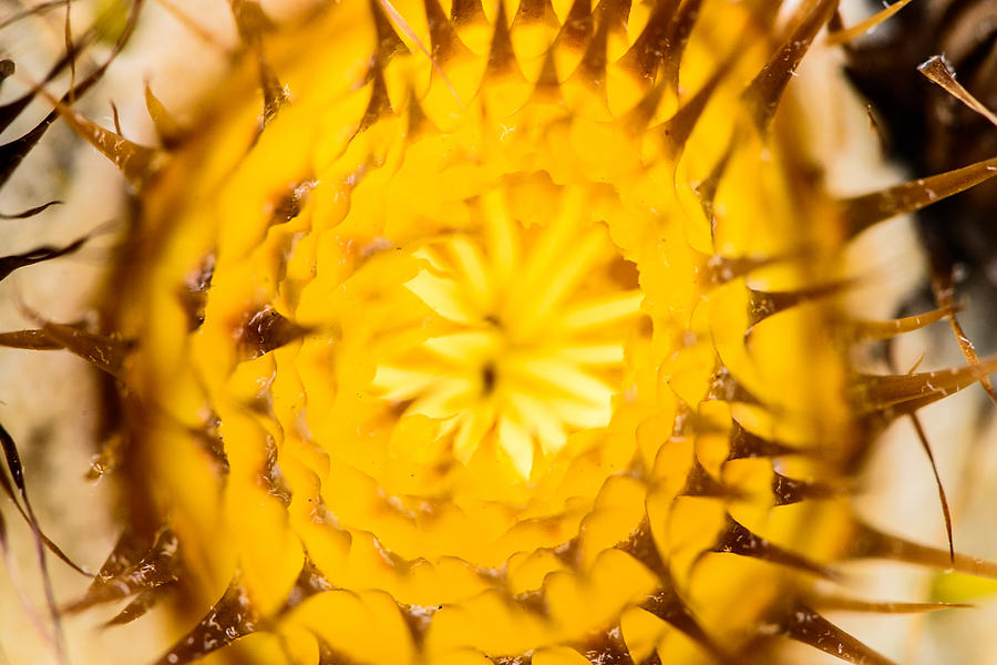 Cactus Sun 1 Photograph by Jason Chu