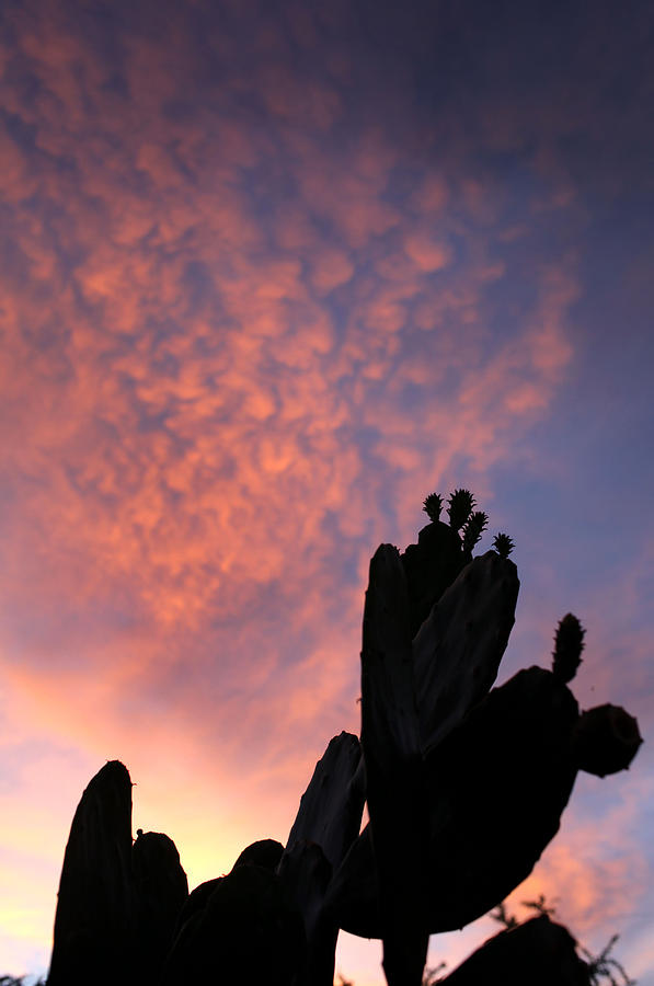 Cactus Sunset and Clouds Photograph by Mark Langford