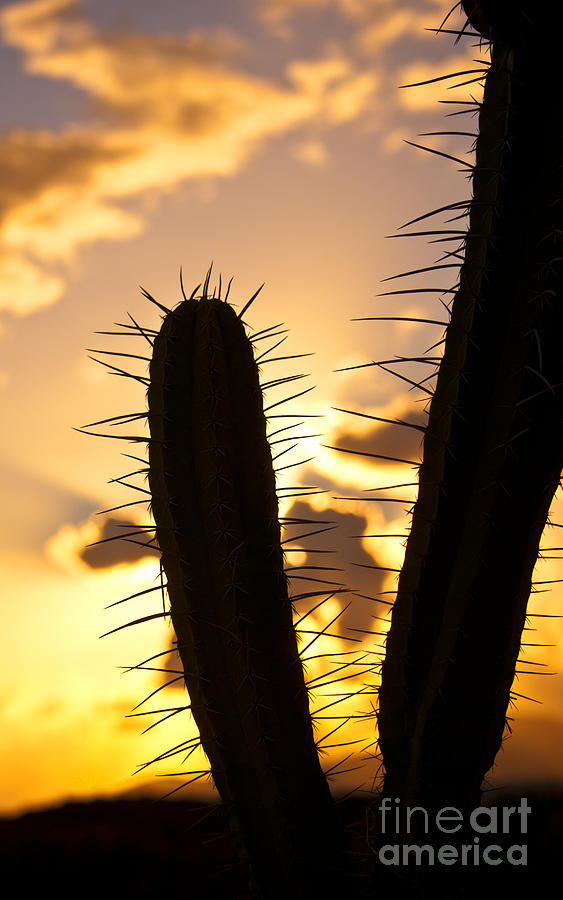Cactus Sunset Photograph by James Lavott