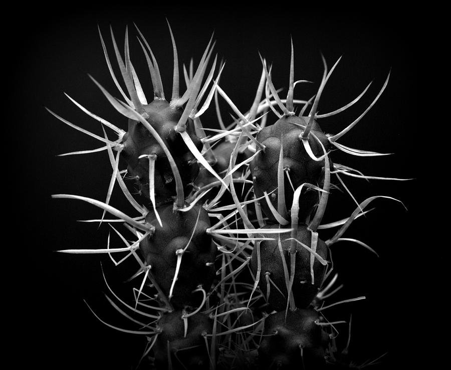 Cactus Tephrocactus articulatus Photograph by Nathan Abbott