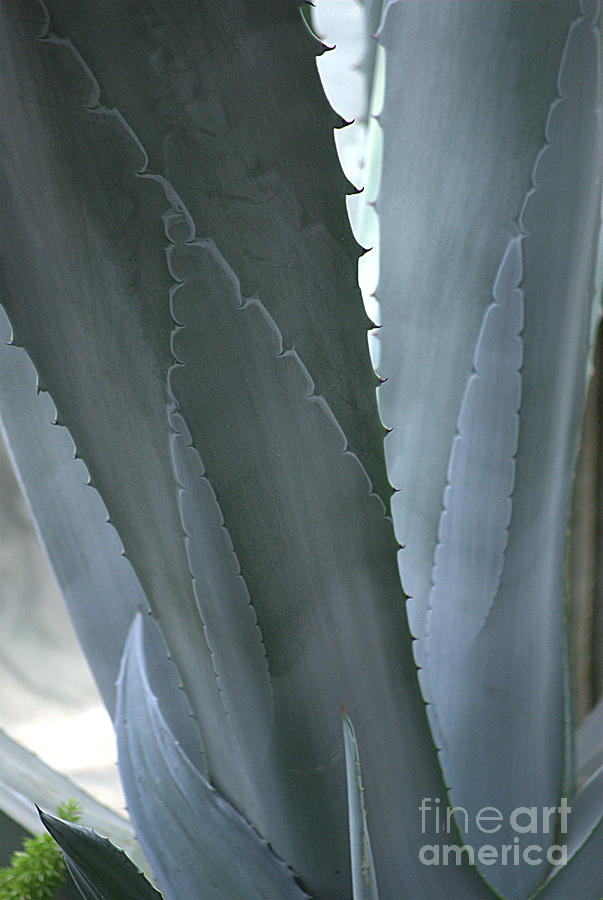 Cactus Texture II Photograph by Sharon Elliott