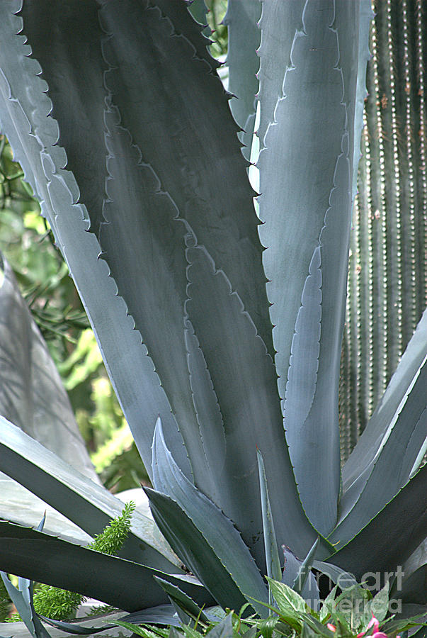 Cactus Texture Photograph by Sharon Elliott