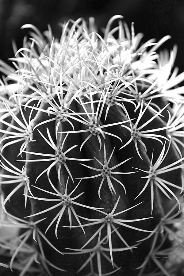 Cactus Thorn Pattern Photograph by Phyllis Denton