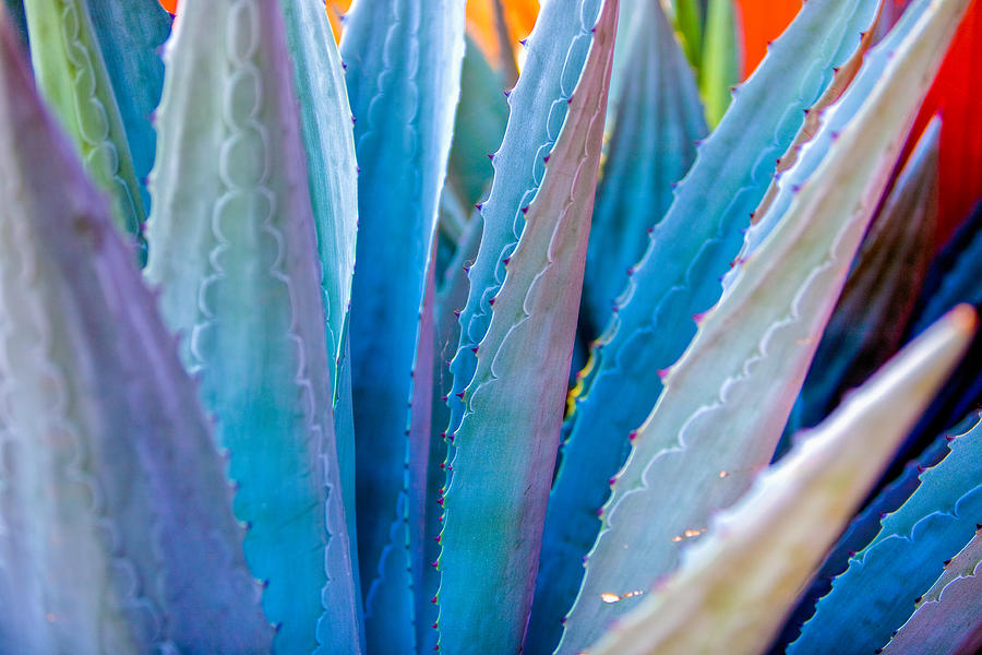 Cactus Photograph by Tommy Farnsworth