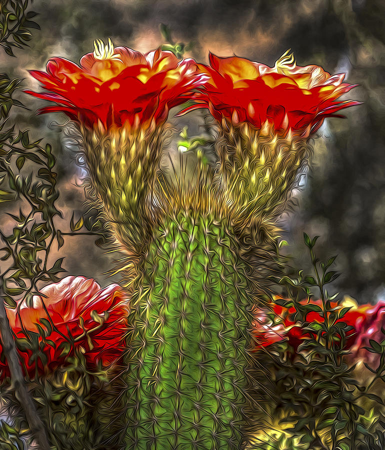 Cactus Torch Photograph by William Lax - Fine Art America