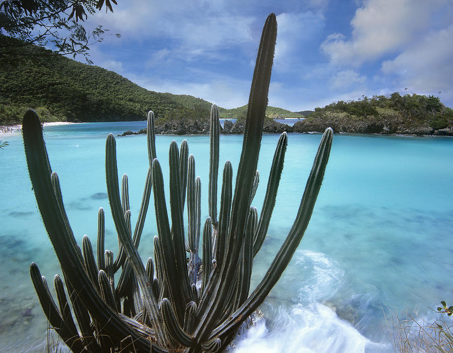 Cactus Trunk Bay  Virgin Islands Photograph by Tim Fitzharris