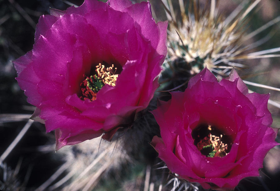 Cactus Wildflower Photograph by Lyle Leduc