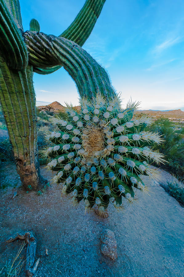 Cactus With A Twist Photograph by Paul Johnson