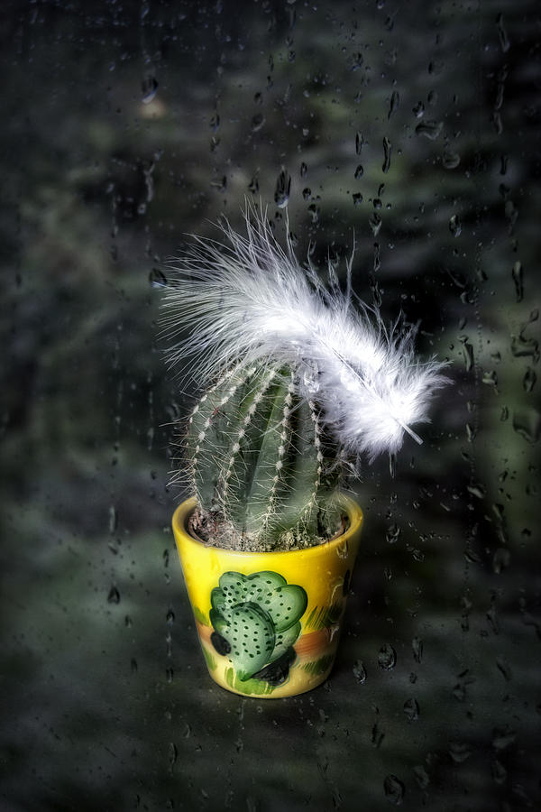Still Life Photograph - Cactus With Feather by Joana Kruse