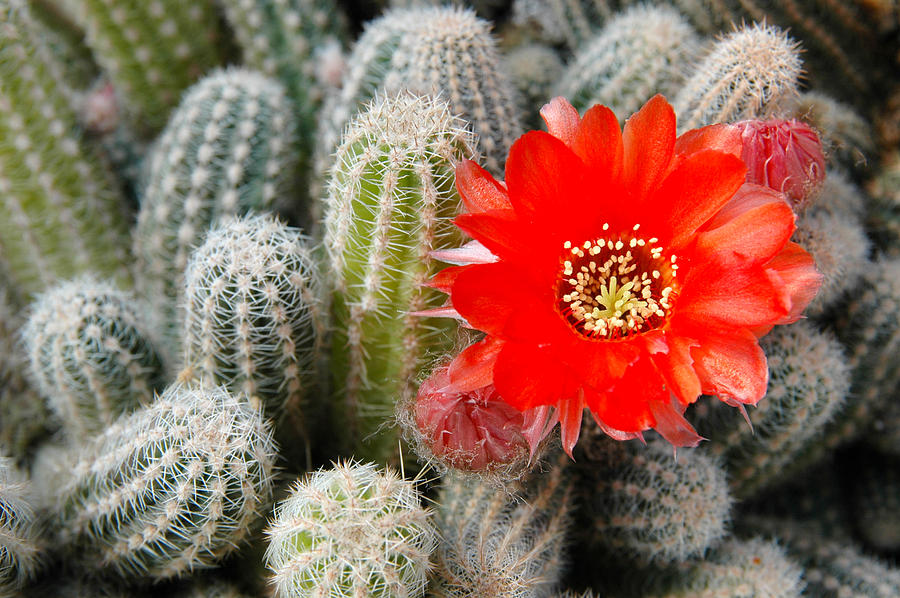 Cactus with orange flower.  Photograph by Rob Huntley