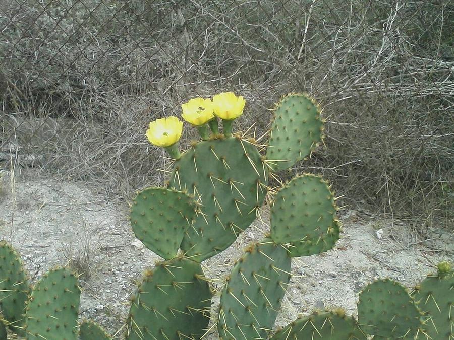 Yellow Flowers Photograph - Cactus With Yellow Flowers by Chris Melaga