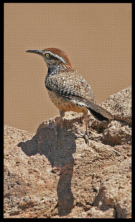 Cactus Wren Hunting Photograph by Tom Janca