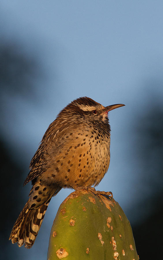 Nature Photograph - Cactus Wren in early morning light by Bob Kemp