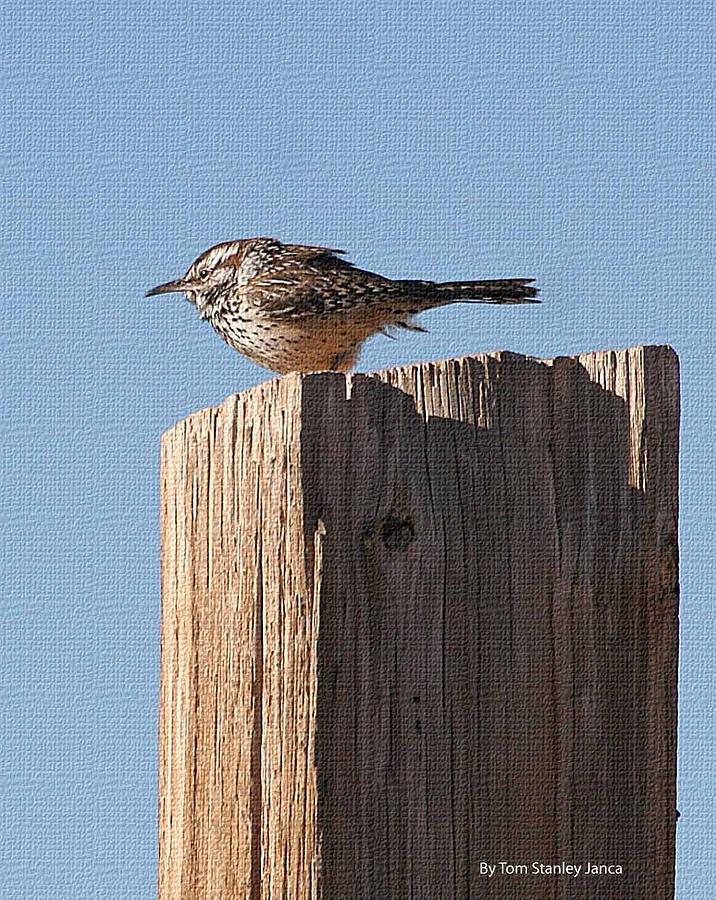 Cactus Wren On Post Photograph by Tom Janca