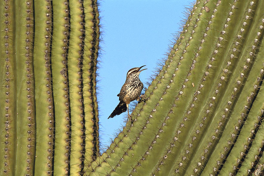Cactus Wren On Saguaro Arizona Photograph by Tom Vezo