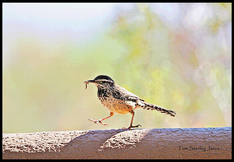 Cactus Wren With Worm Digital Art by Tom Janca Cactus Wren With Worm Digital Art by Tom Janca