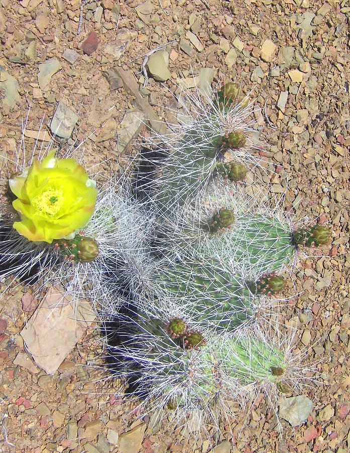 Desert Photograph - Cactus Yellow by Marilyn Diaz