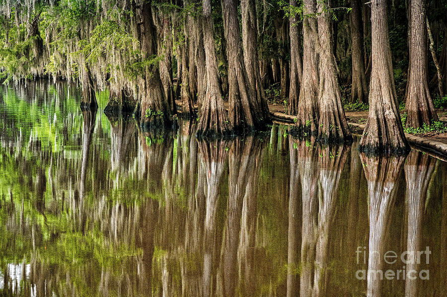 Caddo Lake Cypress Family Photograph by Tamyra Ayles
