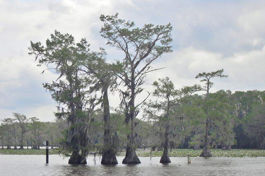 Caddo Lake Cypress Trees Photograph by Donna Wilson | Fine Art America