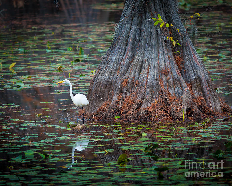 Caddo Lake Egret Photograph by Inge Johnsson