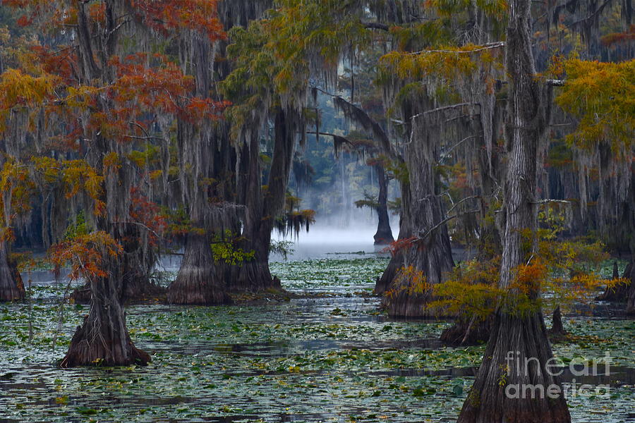 Fall Photograph - Caddo Lake Morning by Snow White