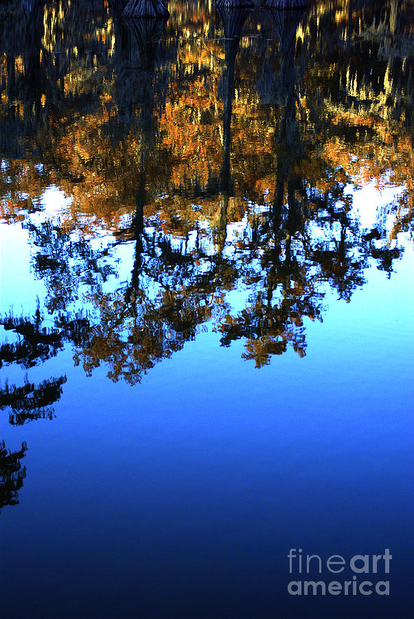 Tree Photograph - Caddo Lake Reflection II by Gary Richards