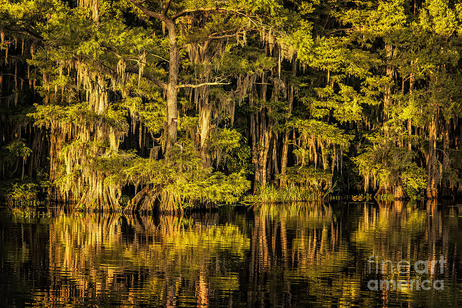 Tree Photograph - Caddo Lake Shore by Tamyra Ayles
