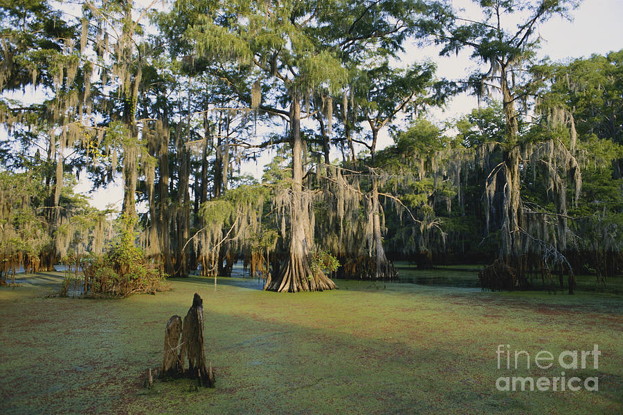 Caddo Lake, Texas Photograph by Gregory G. Dimijian, M.D.