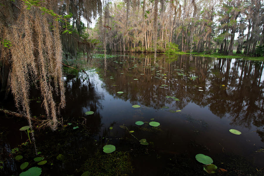 caddo-lake-texas-s-largest-natural-lake-photograph-by-larry-ditto