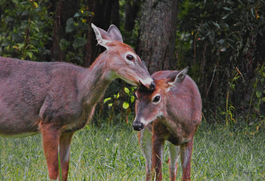Cades Cove - Deer 004 Photograph by George Bostian