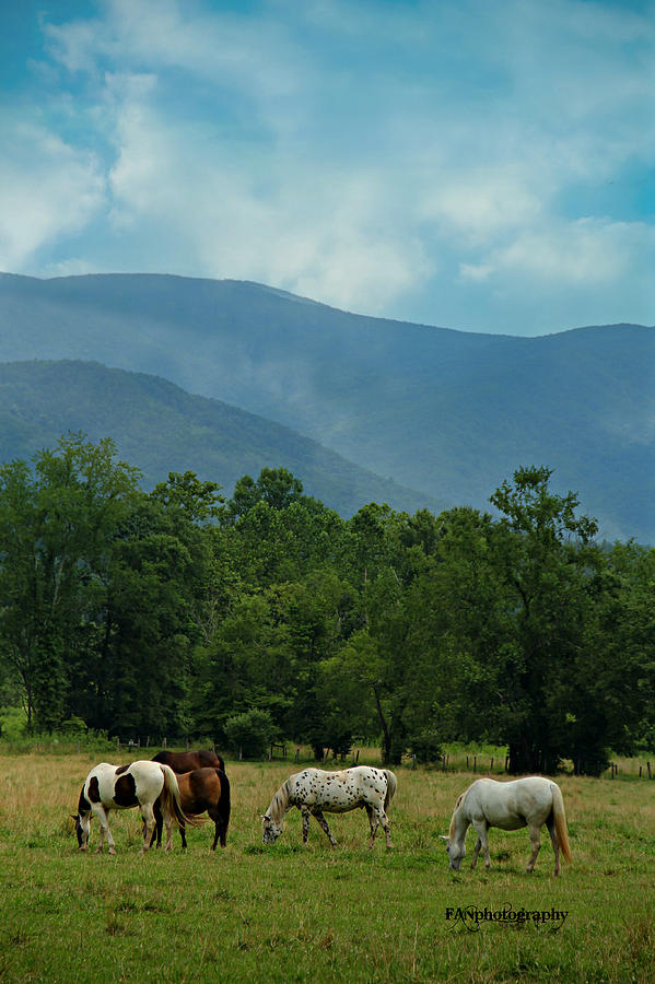 Cades Cove Painting by Freda Nichols - Fine Art America