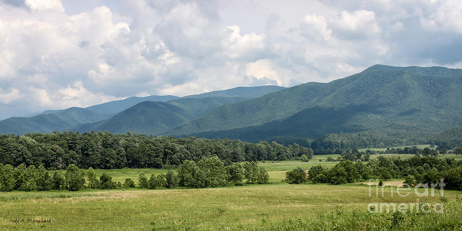 Tree Photograph - Cades Cove In Summer by Todd Blanchard