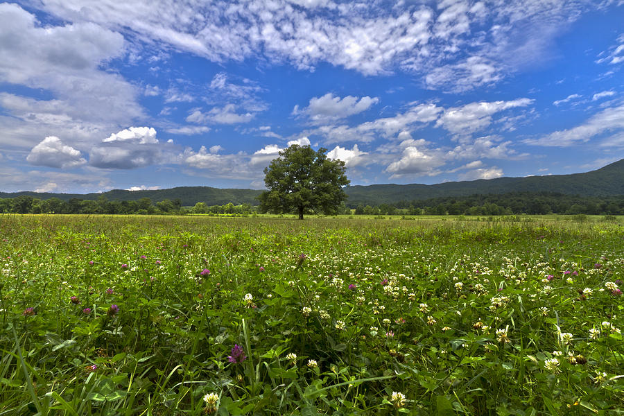 Cades Cove in the Summer Photograph by Debra and Dave Vanderlaan