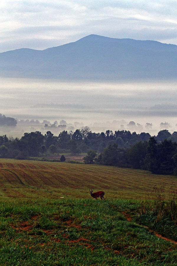 Cades Cove - Misty Morning Photograph by George Bostian