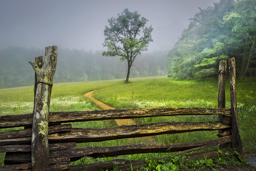 Cades Cove Misty Tree Photograph by Debra and Dave Vanderlaan