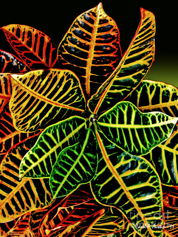 Cadiaeum Crotons Tropical Houseplant Shrub Photograph by Carol F Austin