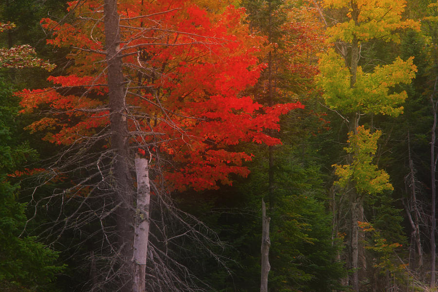 Cadmium Red of Autumn Photograph by Jim Vance