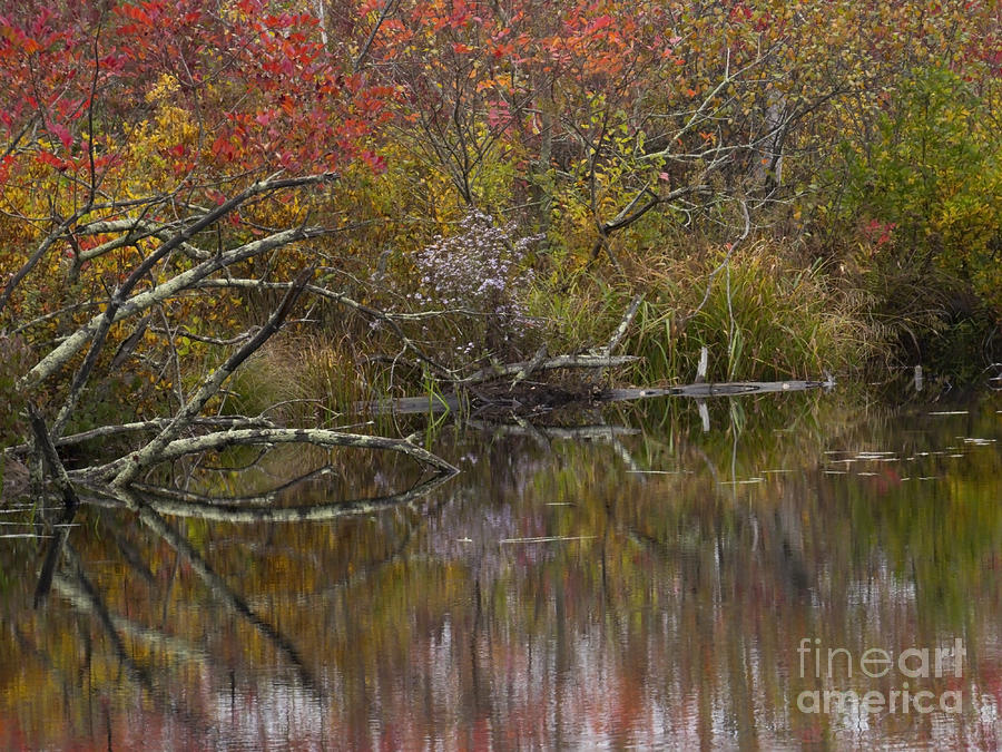 Cady Autumn Reflection Photograph by Lili Feinstein