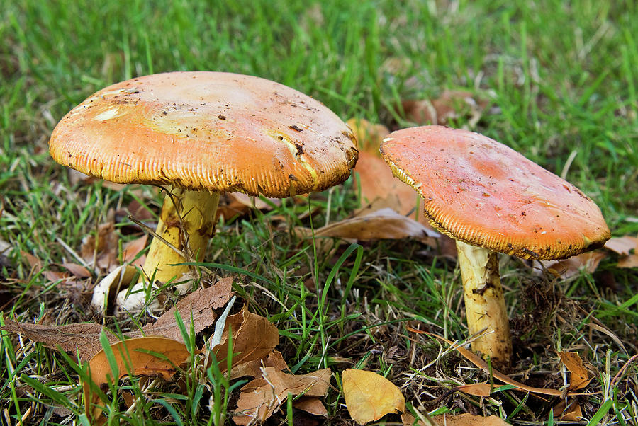 Mushroom Photograph - Caesars Mushrooms (amanita Caesarea by Nico Tondini