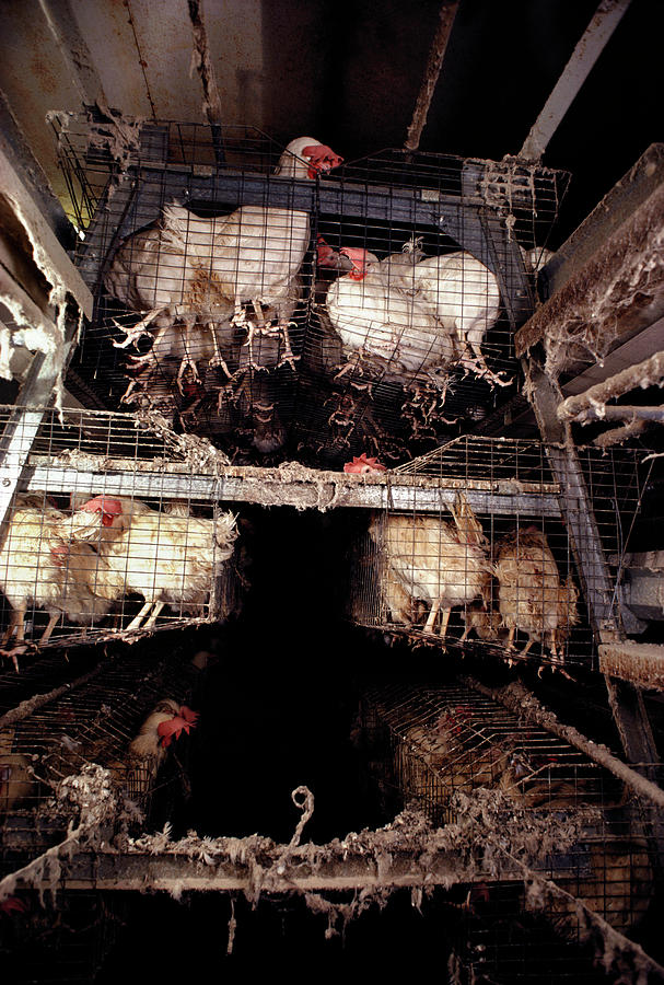 Caged Chickens On A Battery Farm Photograph by Peter Menzel/science Photo Library