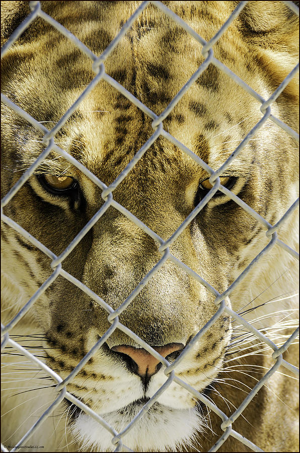 Caged Liger Photograph by LeeAnn McLaneGoetz McLaneGoetzStudioLLCcom