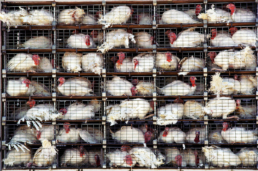 Caged Turkeys About To Be Slaughtered Photograph by Peter Menzel/science Photo Library