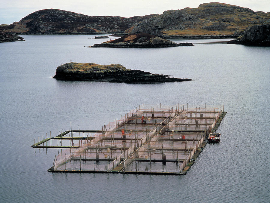 Cages At A Salmon Farm In Scotland Photograph by Simon Fraser/science Photo Library